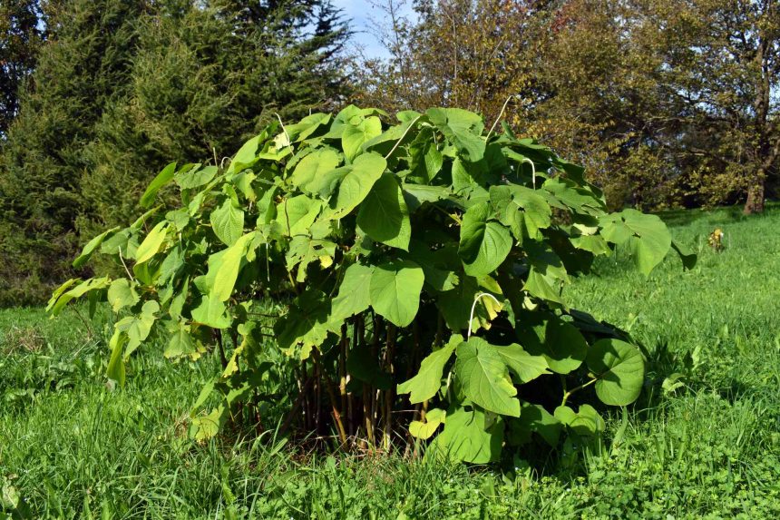 Root Beer Plant Is So Easy to Grow, Anyone Can Do It—Here's How