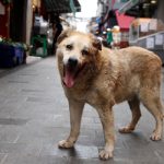 Garip, a stray dog, who has been taken care by the shopkeepers at a local market, is pictured in Istanbul, Turkey, July 23, 2024. — Reuters