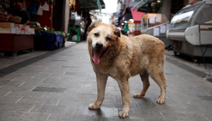 Garip, a stray dog, who has been taken care by the shopkeepers at a local market, is pictured in Istanbul, Turkey, July 23, 2024. — Reuters