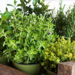 The 10 Best Herbs to Grow Indoors or Outside, Recommended by Garden Experts