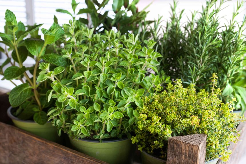 The 10 Best Herbs to Grow Indoors or Outside, Recommended by Garden Experts