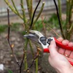 The Best Time To Prune Roses For Healthy Growth