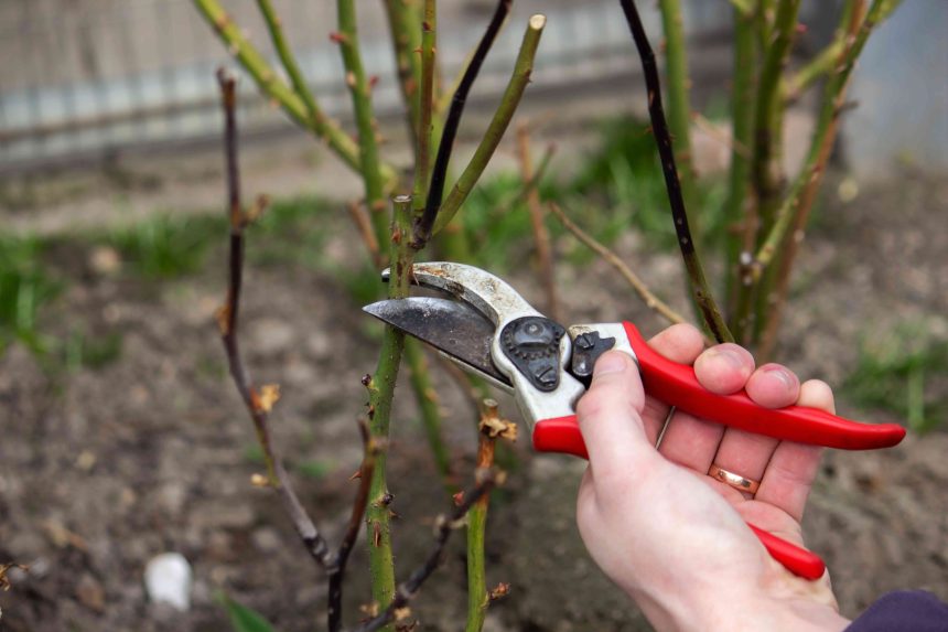 The Best Time To Prune Roses For Healthy Growth