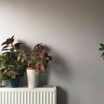 The One Thing in Your House That's Killing Your Plants This Winter (It's Not You)