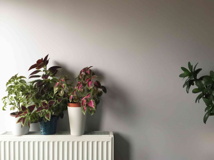 The One Thing in Your House That's Killing Your Plants This Winter (It's Not You)