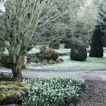 Galanthus x hybridus ‘Robin Hood at Thenford Arboretum