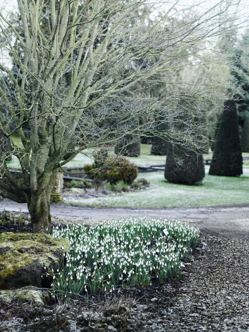 Galanthus x hybridus ‘Robin Hood at Thenford Arboretum