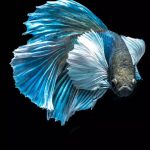 Top 10 beautiful beginner-friendly aquarium fish