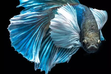 Top 10 beautiful beginner-friendly aquarium fish