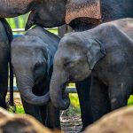 Elephants stroll across the Pinnawala Elephant Orphanage in Pinnawala on February 16, 2025. — AFP