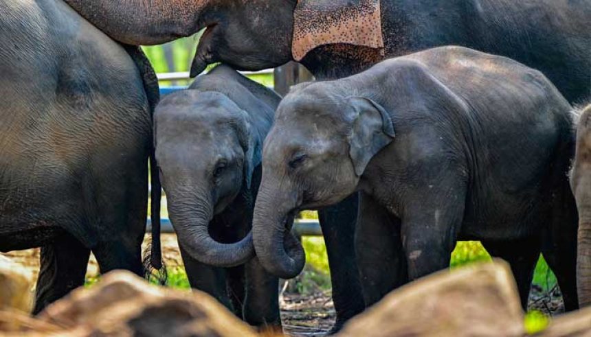 Elephants stroll across the Pinnawala Elephant Orphanage in Pinnawala on February 16, 2025. — AFP