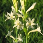 Blooming white tuberoses