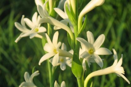 Blooming white tuberoses