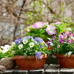 What Temperature Is Too Cold for Potted Plants? A Pro Shares When You Should Move Them