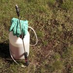 What is Pre-Emergent Herbicide? How to Use It for a Weed-Free Garden