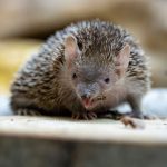 A hedgehog is shown May 17, 2024, eating a bug at the Minnesota Zoo in Apple Valley, Minnesota